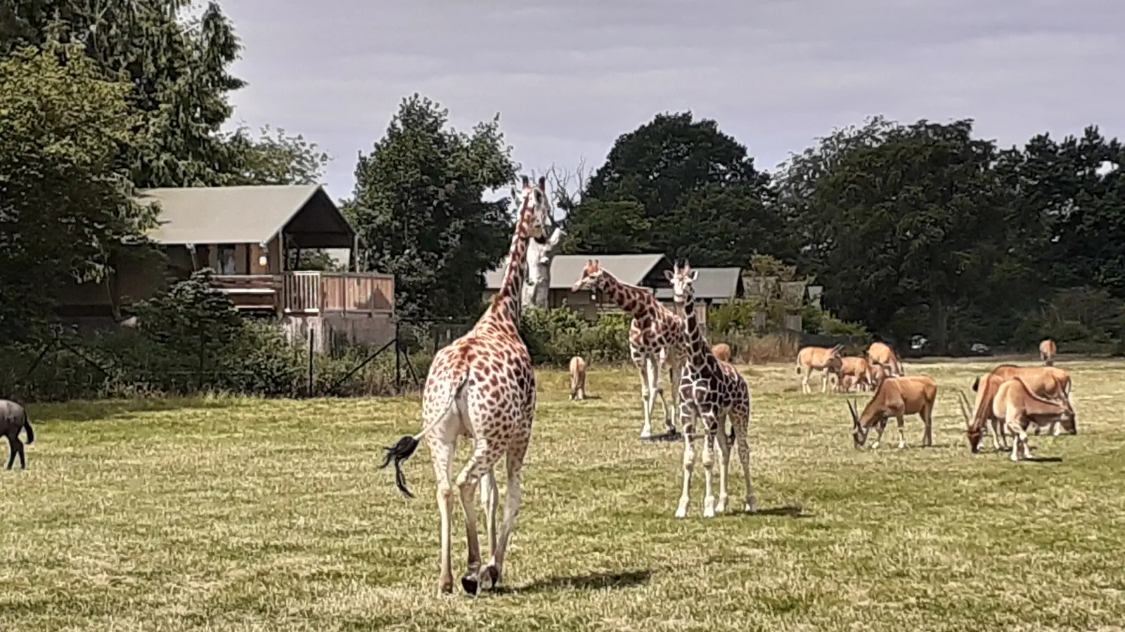 Żyrafy pasą się w parku safari Knuthenborg. W tle znajdują się domki do wynajęcia. 