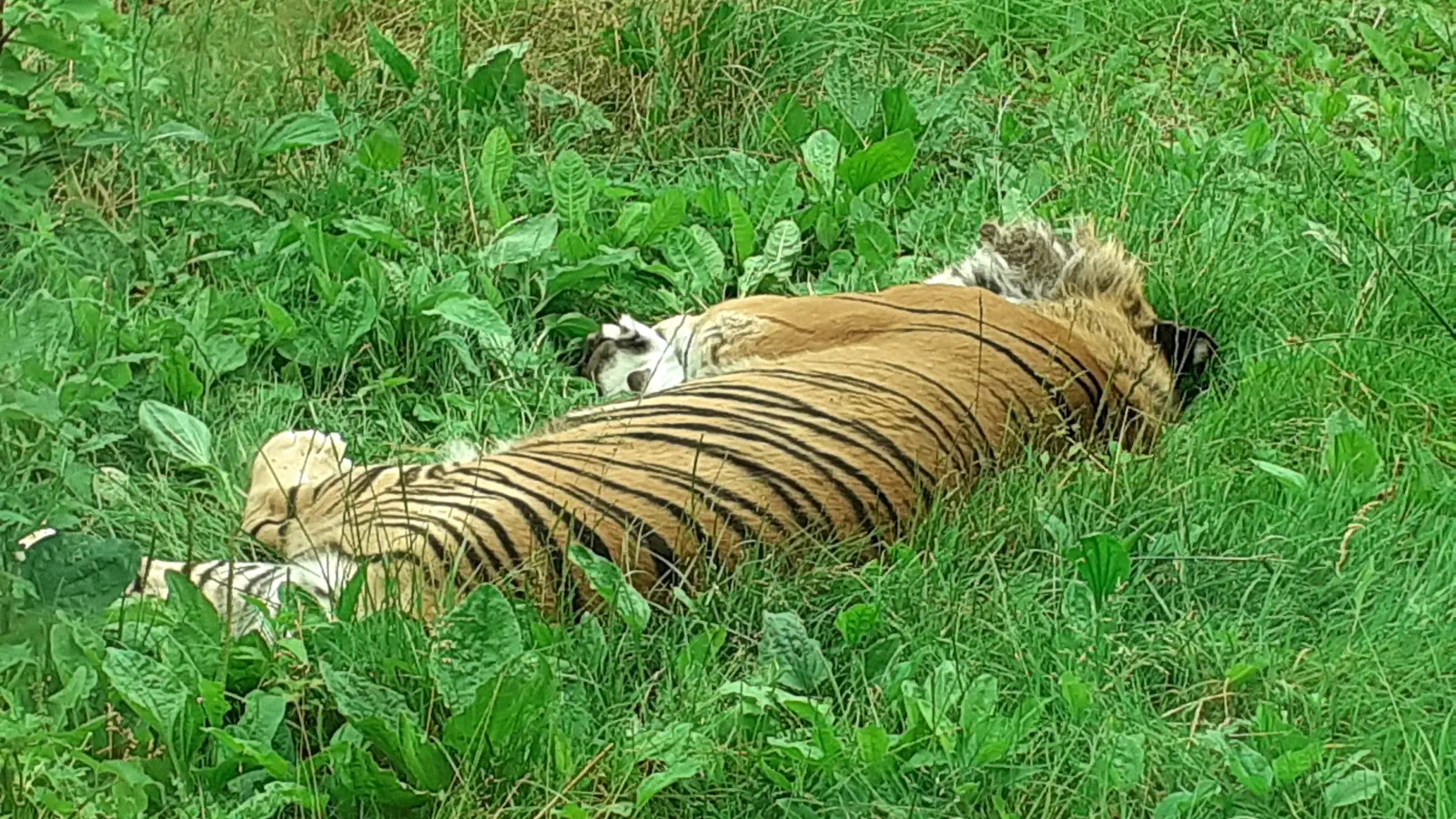 Tiger im Knuthenborg Safaripark.